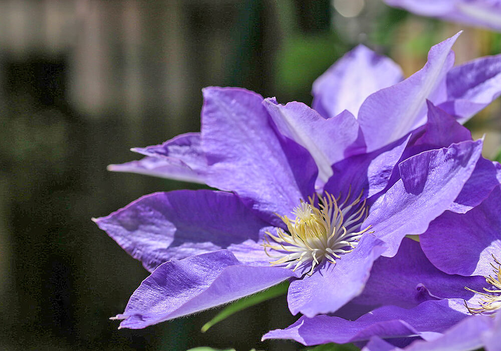カザグルマの花の拡大