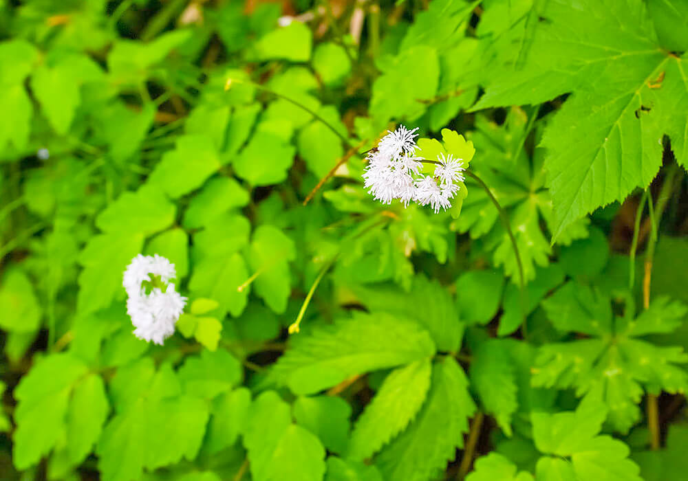ミヤマカラマツの開花
