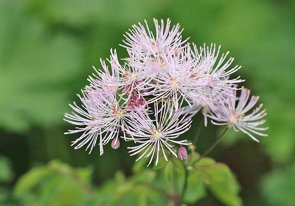 ミヤマカラマツの花の拡大