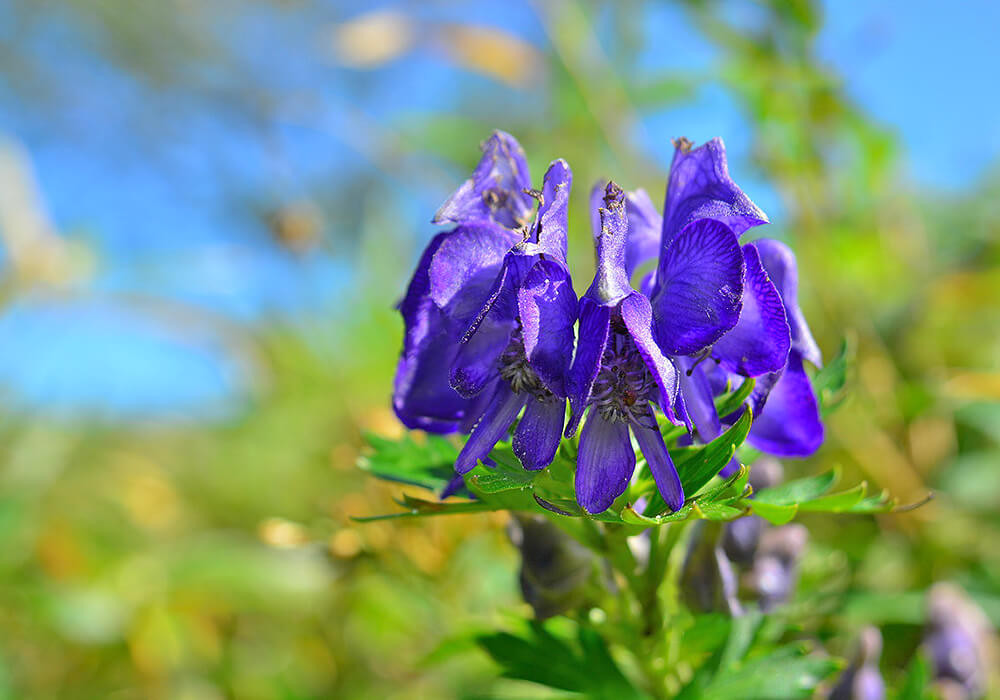 ミヤマトリカブトの花の拡大