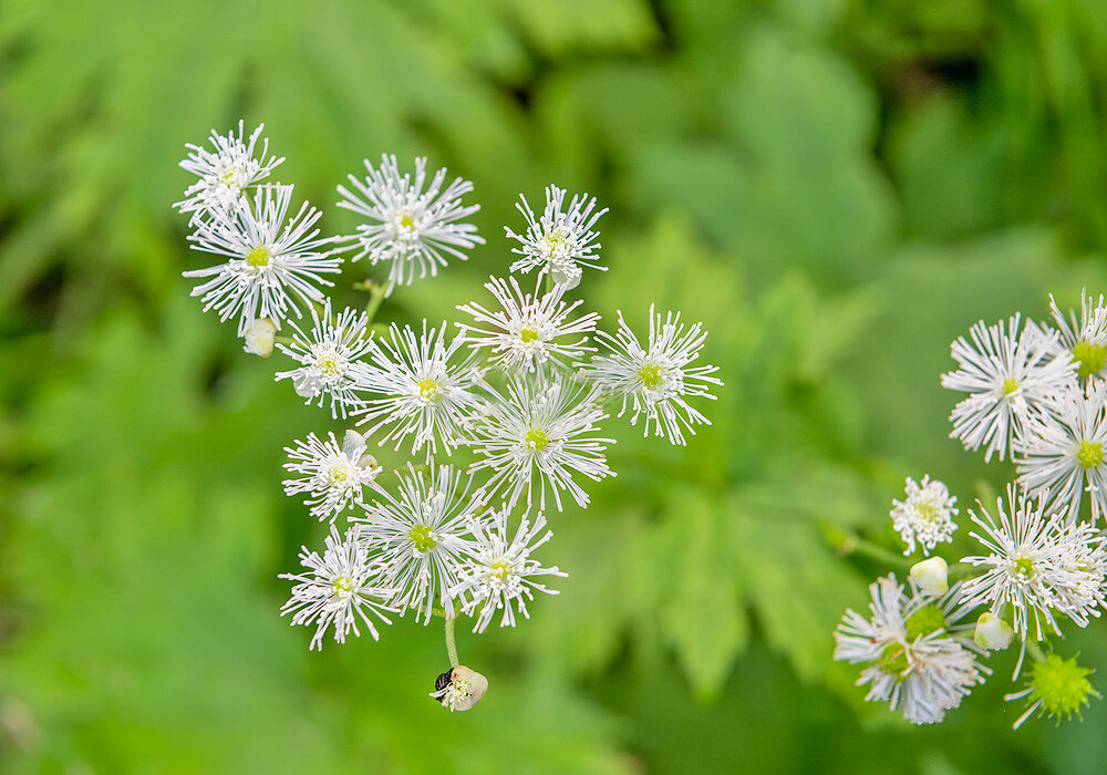 モミジカラマツの花