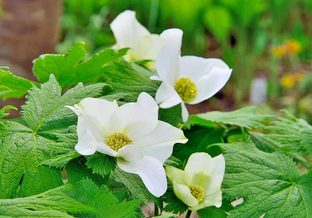 シラネアオイの白い花