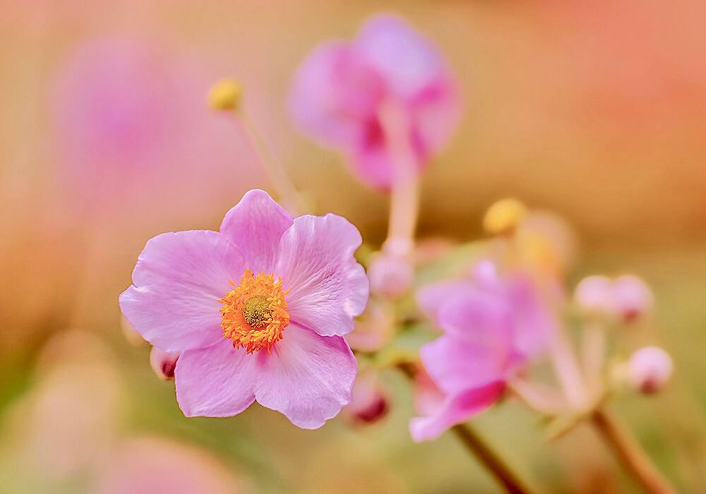 ピンクのシュウメイギク