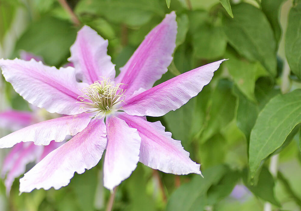 テッセンの園芸品種