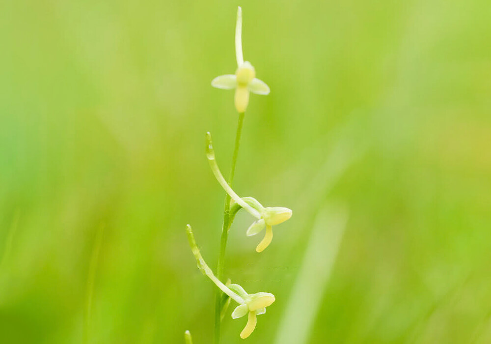 オオバノトンボソウの花