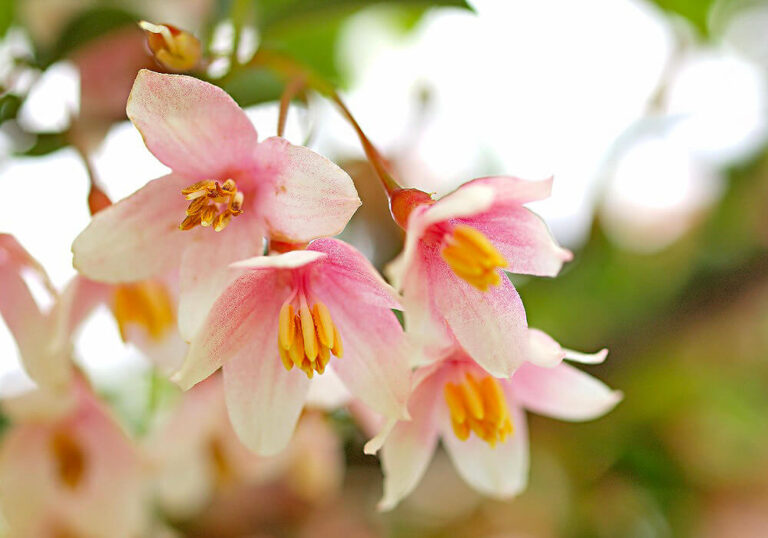 エゴノキの育て方と花や実など植物の特徴をわかりやすく解説