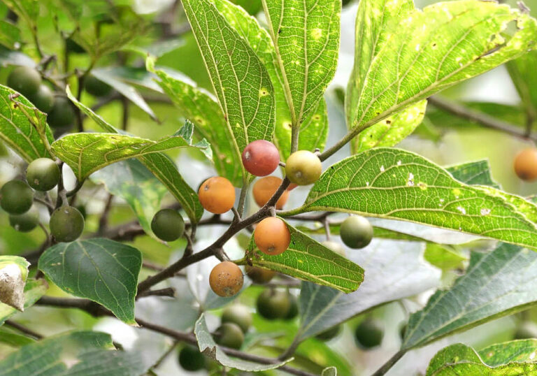 【巨木】エノキ（榎）の育て方と植物の特徴をわかりやすく解説