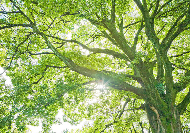 【巨木】エノキ（榎）の育て方と植物の特徴をわかりやすく解説