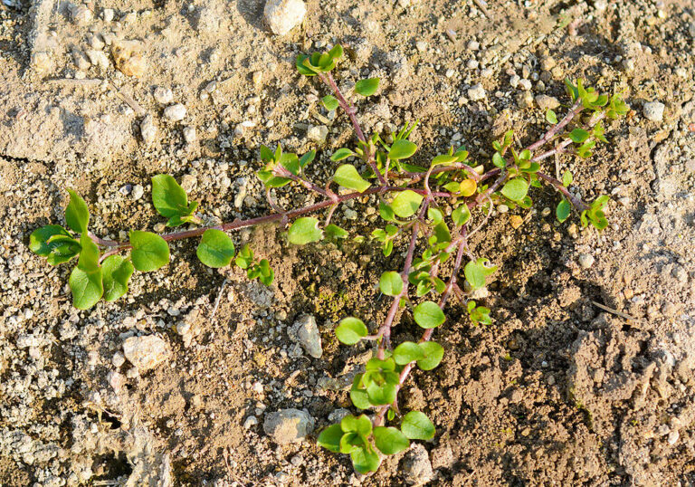 コハコベ(ハコベ)の育て方と植物の特徴をわかりやすく解説