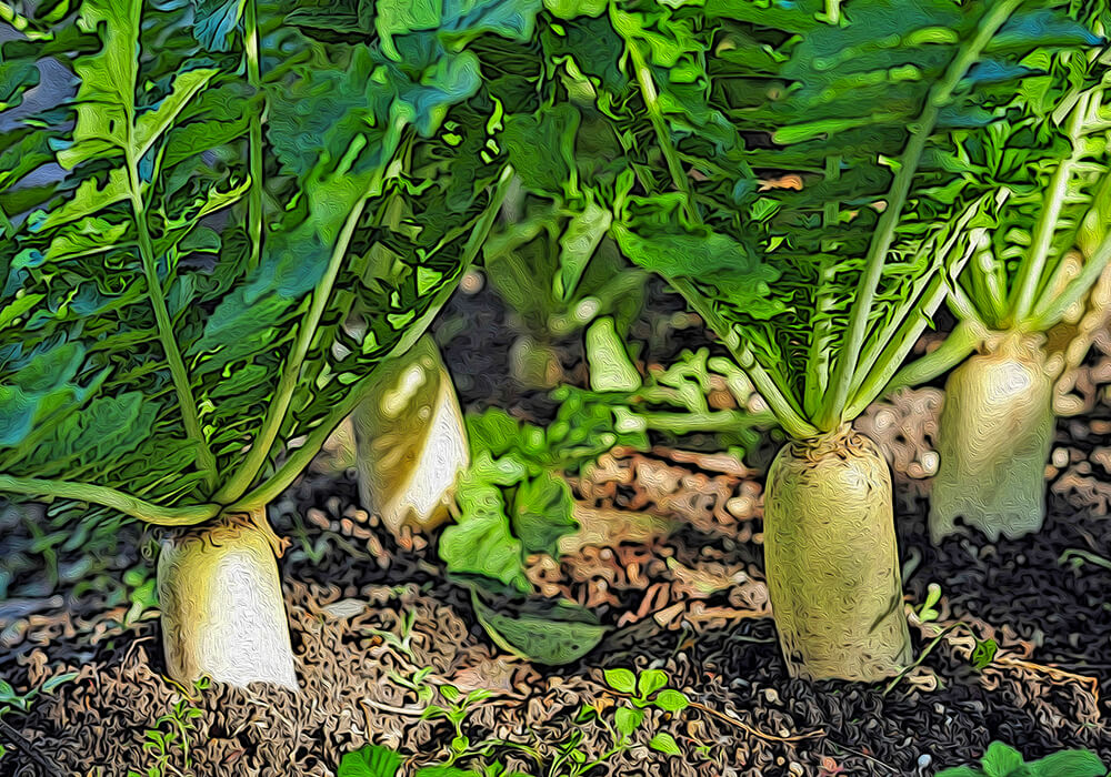 ダイコン(大根)の育て方と植物の特徴をわかりやすく解説
