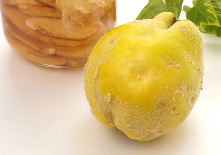 マルメロの育て方と花や果実など植物の特徴をわかりやすく解説