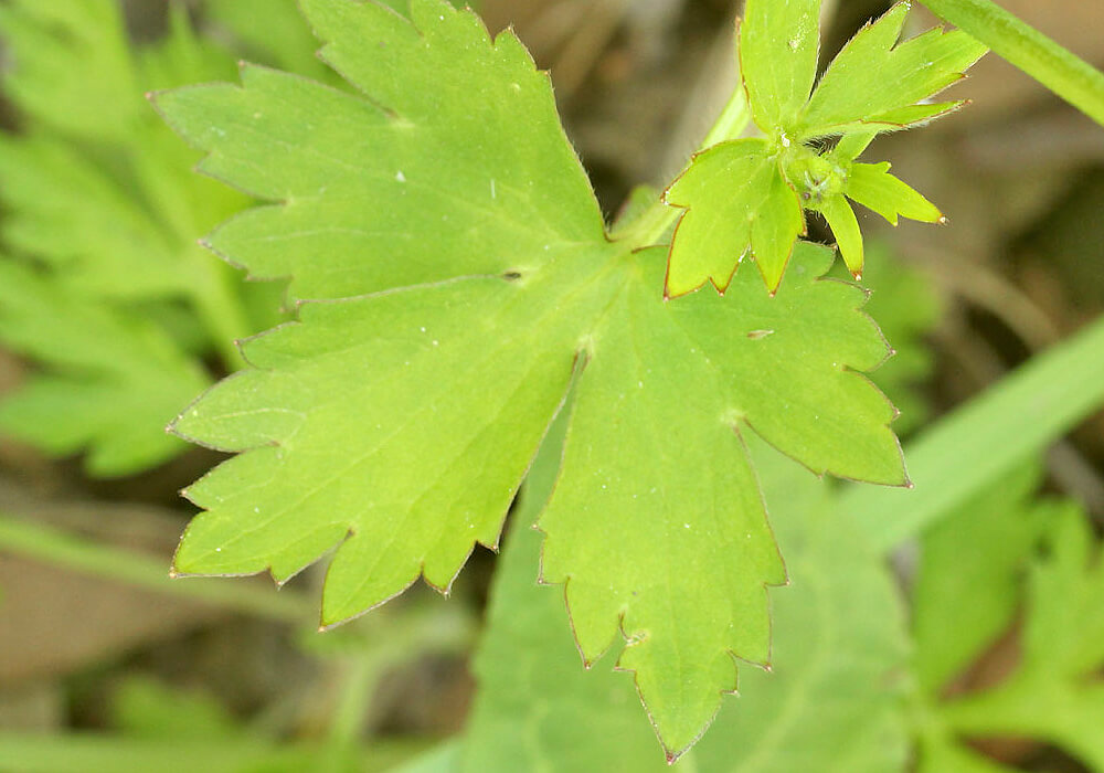 ウマノアシガタの葉