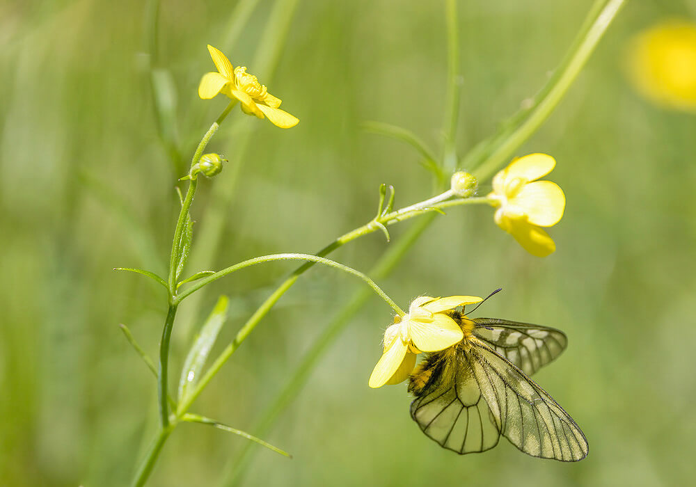 ウマノアシガタの蜜を吸う蝶