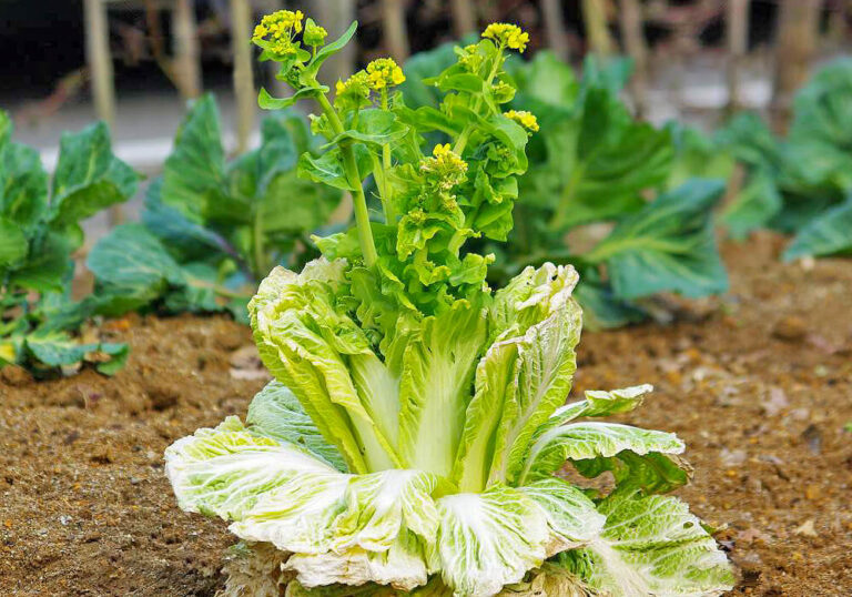 【家庭菜園】ハクサイ（白菜）の育て方と植物の特徴をわかりやすく解説