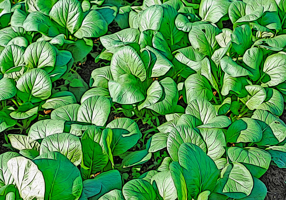 コマツナの植物図鑑と育て方