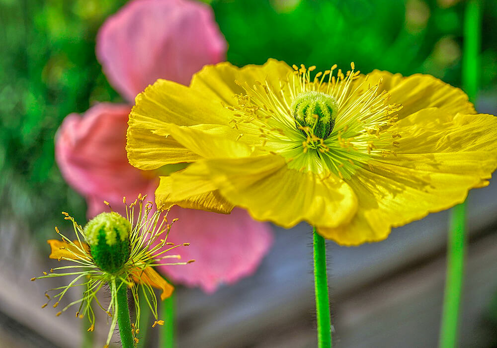 黄色いシベリアヒナゲシの花
