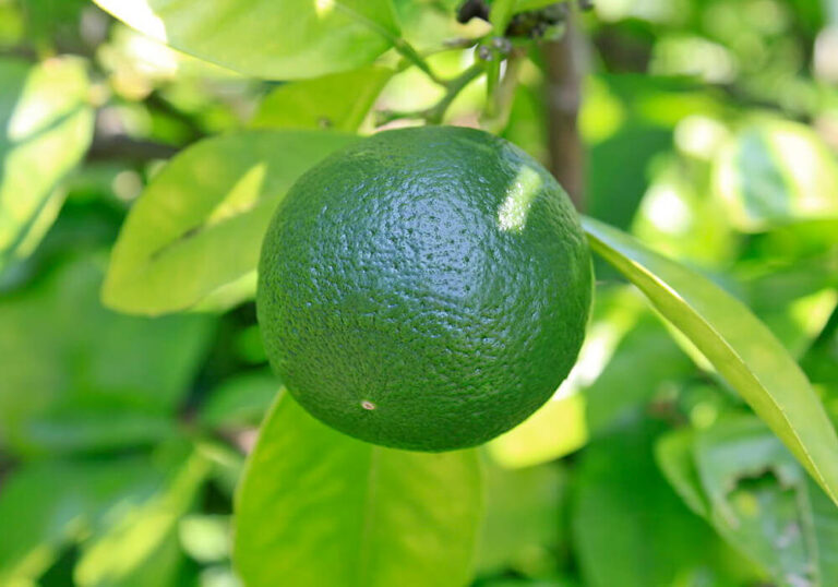 ダイダイ(橙)を収穫する育て方と植物の特徴をわかりやすく解説