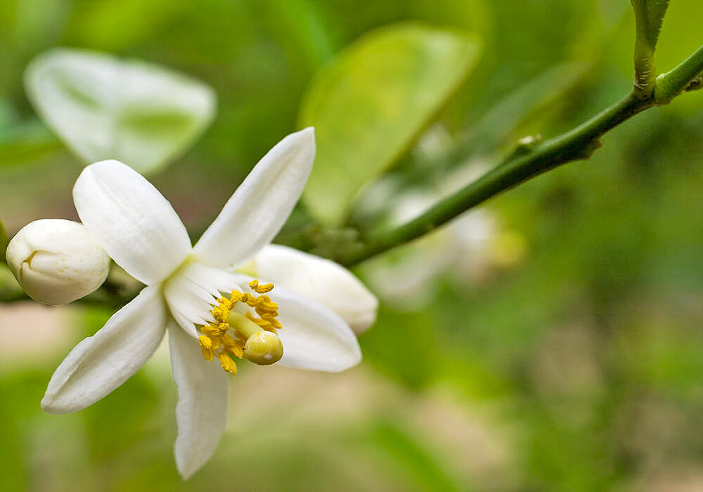 ウンシュウミカンの花