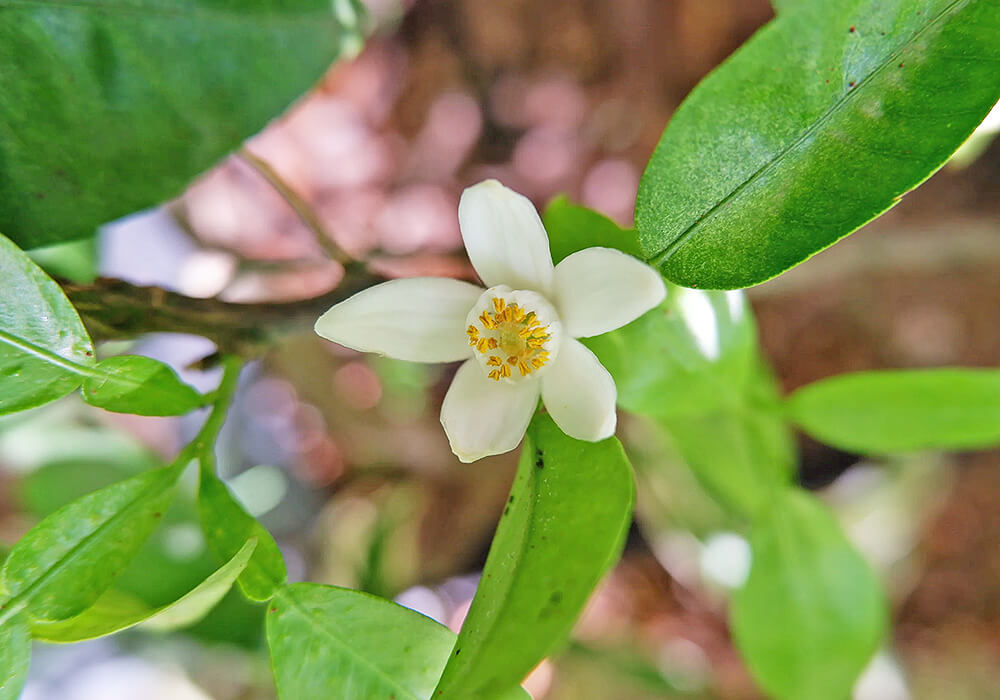 カボスの花