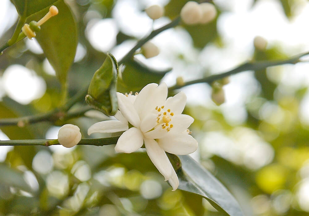 シークヮーサーの花