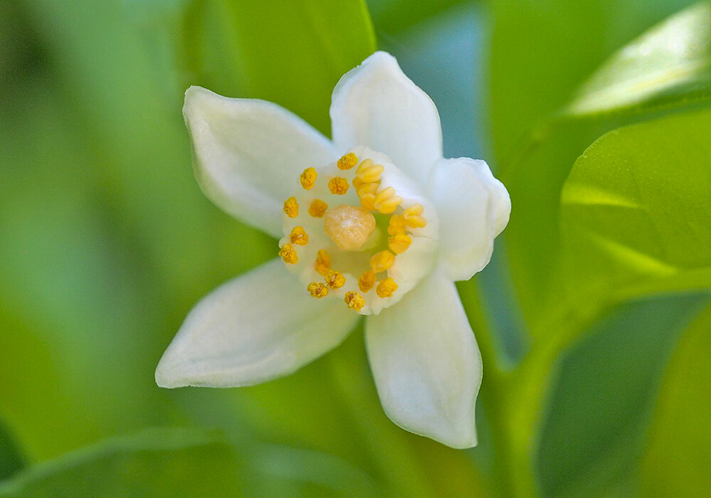 タチバナの花