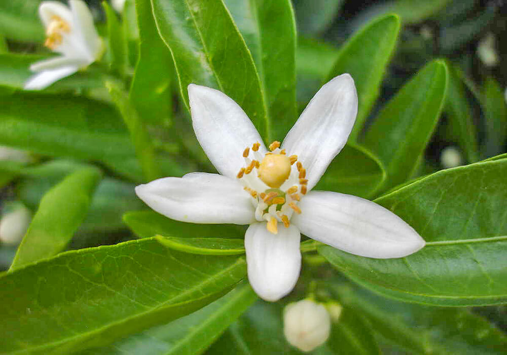 イヨカンの花