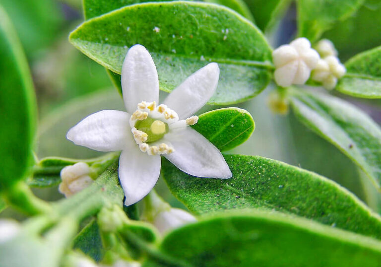 キンカン(金柑)の育て方と植物の特徴をわかりやすく解説