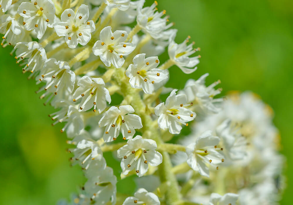 コバイケイソウの花の拡大