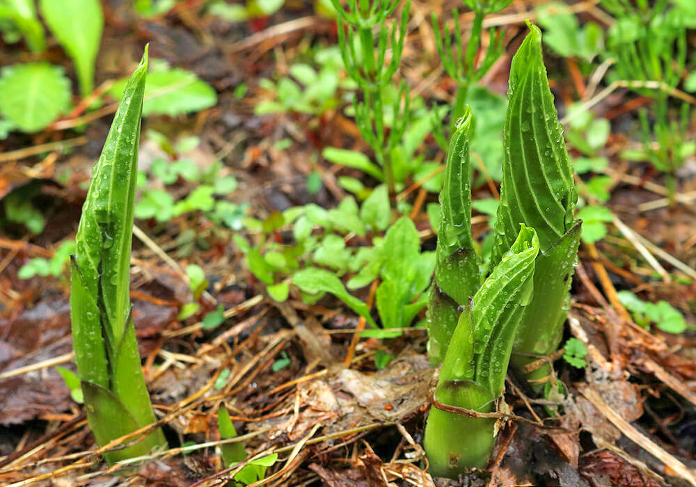 オオバギボウシの新芽