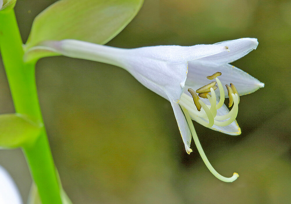 オオバギボウシの花の拡大