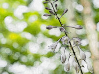 オオバギボウシの植物図鑑と育て方