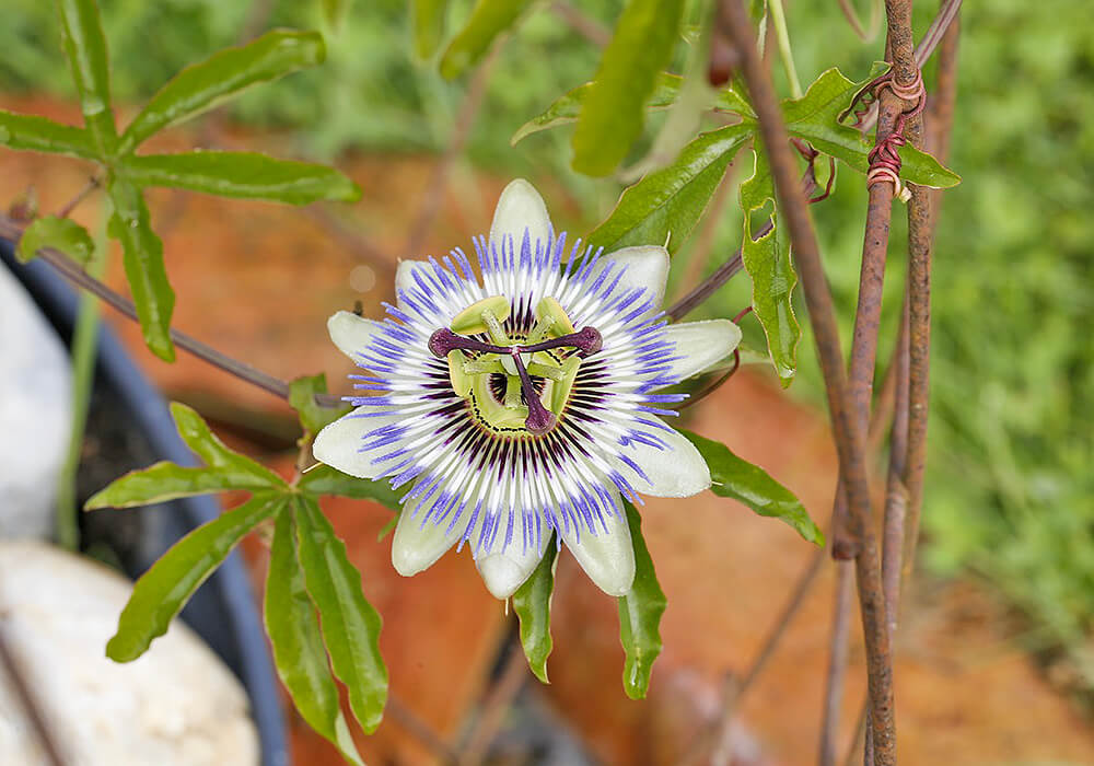 トケイソウの開花