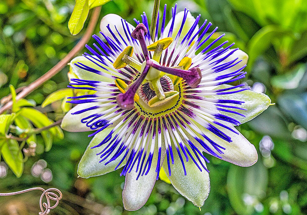 トケイソウの花