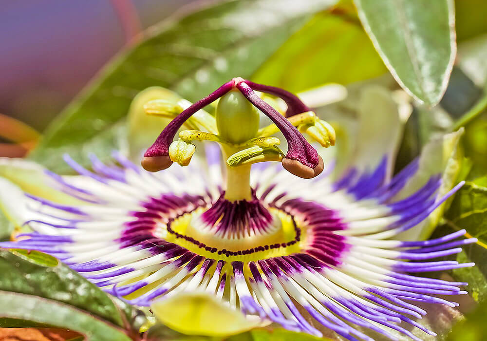 トケイソウの花の拡大