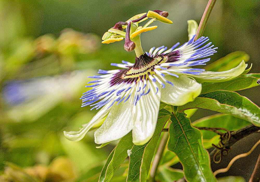 トケイソウの花と葉