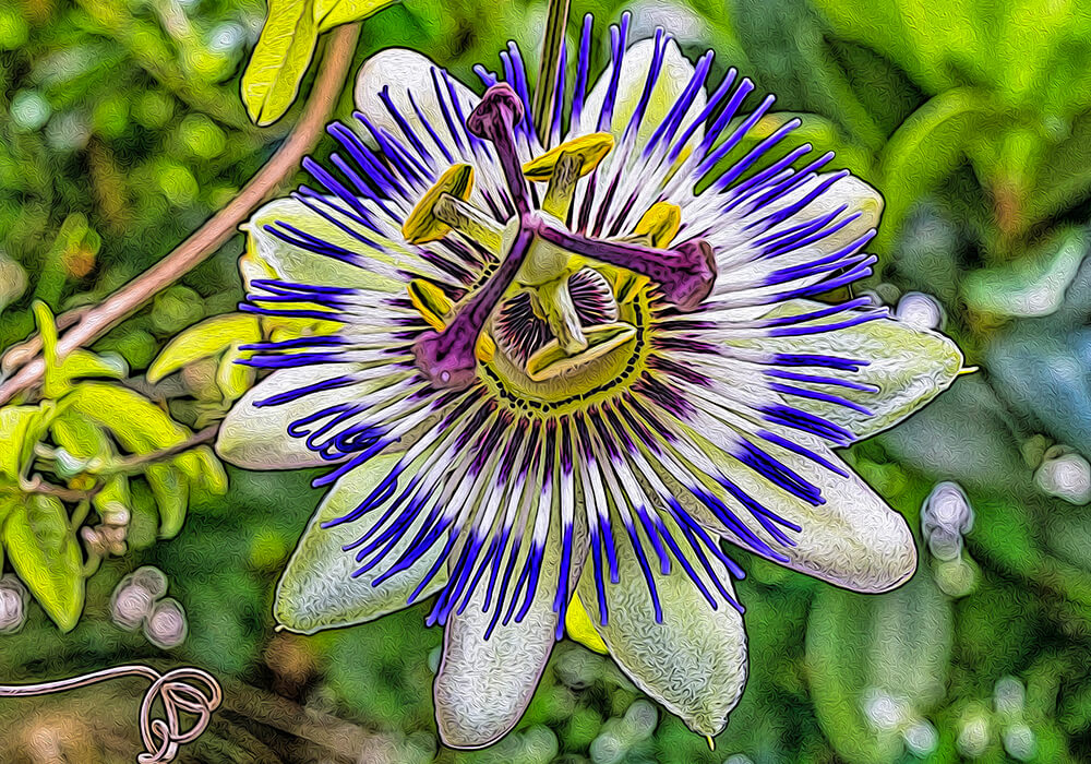 トケイソウの植物図鑑と育て方