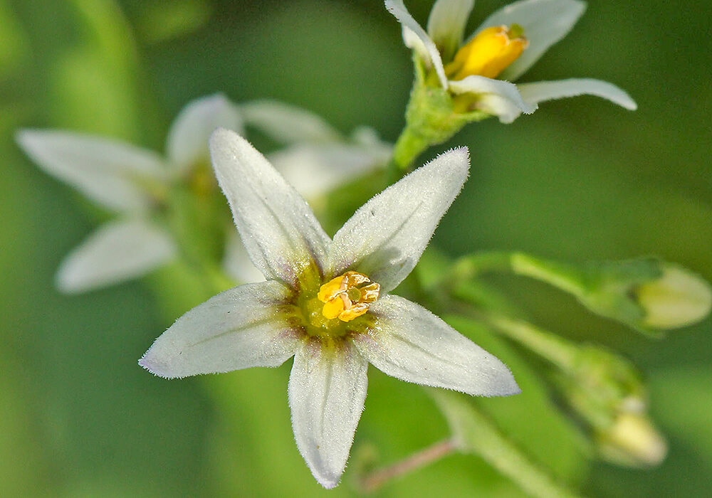 イヌホオズキの花の拡大