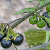 イヌホオズキの植物図鑑と育て方