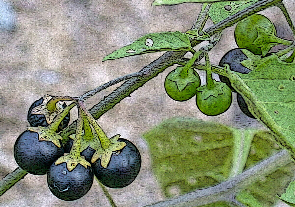 イヌホオズキの植物図鑑と育て方