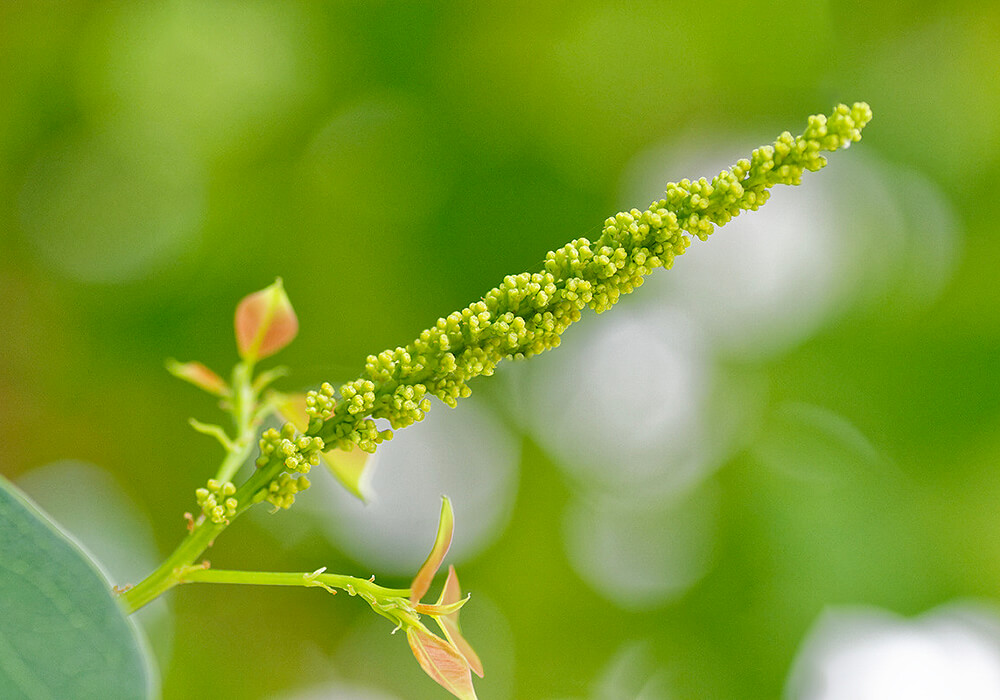 ナンキンハゼの花