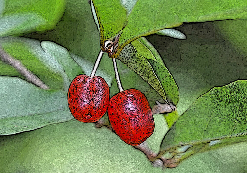 ナツグミの植物図鑑と育て方