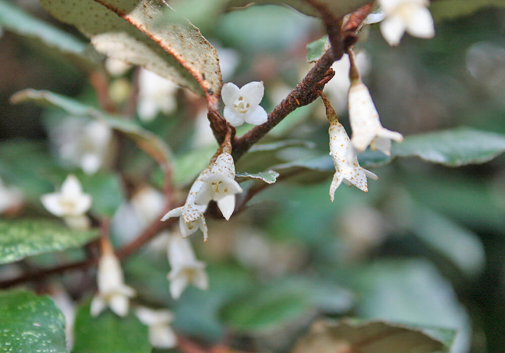 ナワシログミの花