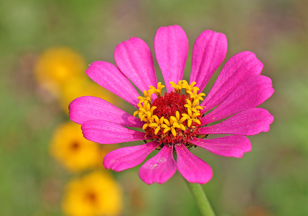 ヒャクニチソウの花