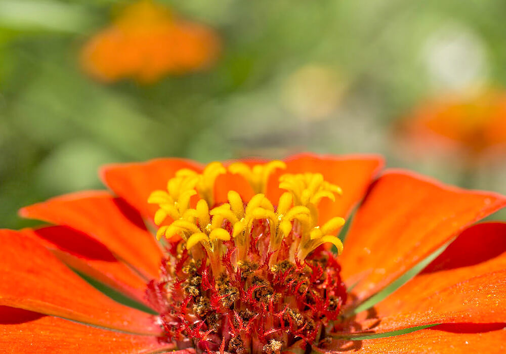 ヒャクニチソウの花の拡大