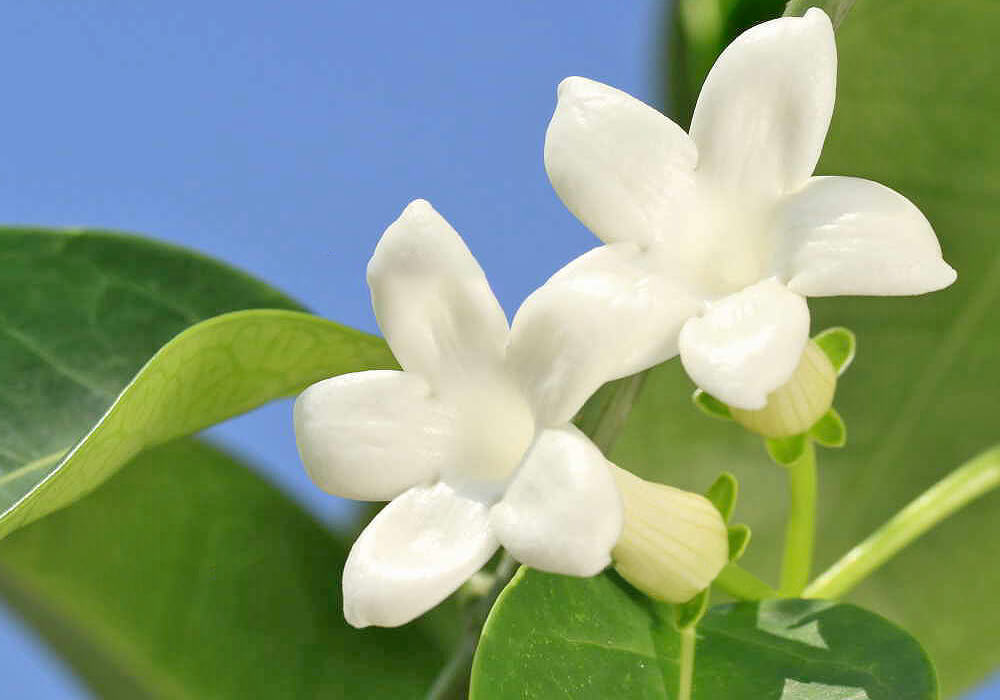 マダガスカルジャスミンの花と葉