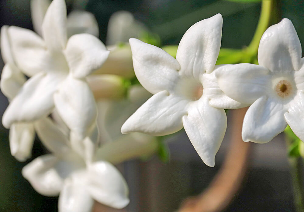 マダガスカルジャスミンの花の拡大