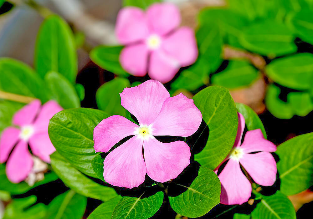 ニチニチソウの花と葉