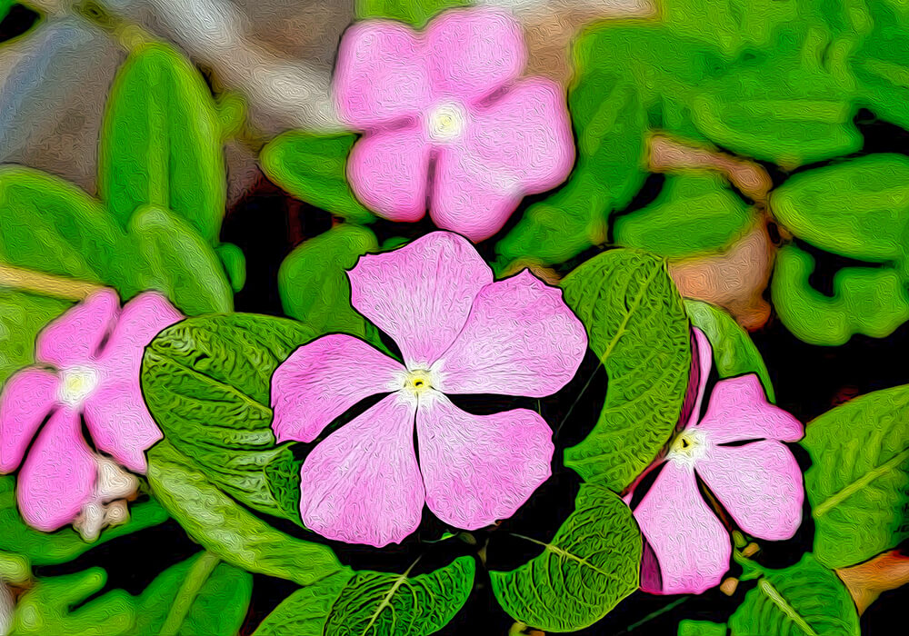 ニチニチソウの植物図鑑と育て方