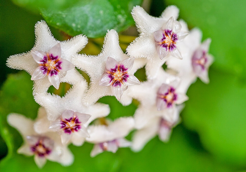 サクラランの花