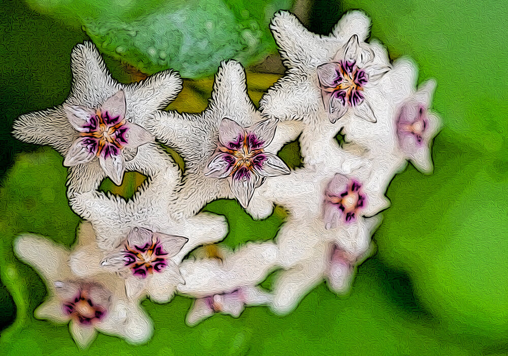 サクラランの植物図鑑と育て方